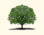 Ein Baum als Symbol für die Biographie von Mag. Dr. Alexandra Puhm