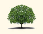 (c) Thaut Images - Fotolia.com Ein Baum als Symbol für die Biographie von Mag. Dr. Alexandra Puhm